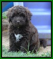 Biscuit REagan pups 6 wks old 171