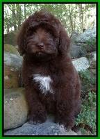 Biscuit REagan pups 8 wks old lime girl 21