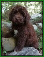 Biscuit REagan pups 8 wks old lime girl 31