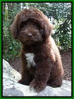 Biscuit REagan pups 8 wks old lime girl 41