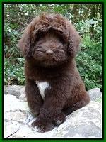 Biscuit REagan pups 8 wks old lime girl 51