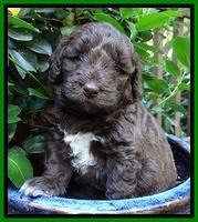 Biscuit Reagan pups 4 wks old 101