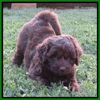 Biscuit Reagan pups 5 wks old 121