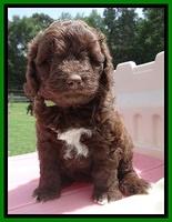 Biscuit Reagan pups 5 wks old 141