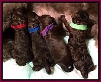 Biscuit REagan newborn 11