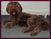 Biscuit REagan newborn 11