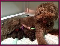 Biscuit REagan newborn 31