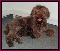 Biscuit REagan newborn 81