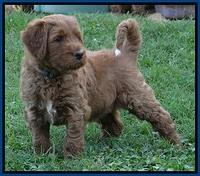 Noelle Dawson pups 5 wks old 21