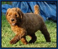 Noelle Dawson pups 6 wks old 31