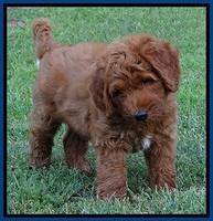 Noelle Dawson pups 7 wks old 11