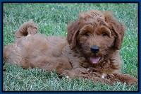 Noelle Dawson pups 7 wks old 21