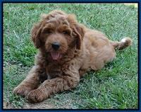 Noelle Dawson pups 7 wks old 31