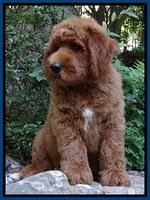 Noelle Dawson pups 8 wks old Blue21