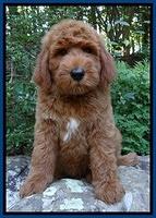 Noelle Dawson pups 8 wks old Blue41