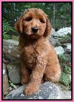 Noelle Dawson Pink 8 wks old 21
