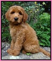 Noelle Dawson Pink 8 wks old 41