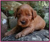 Noelle Dawson pups 3 wks old 41