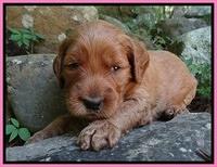 Noelle Dawson pups 3 wks old 51