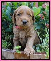 Noelle Dawson pups 4 wks old 41