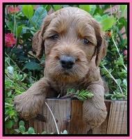 Noelle Dawson pups 4 wks old 51