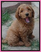 Noelle Dawson pups 7 wks old 81