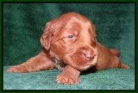 Noelle Dawson 2 weeks old 61