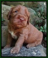 Noelle Dawson pups 3 wks old 71