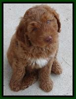 Noelle Dawson pups 7 wks old 121