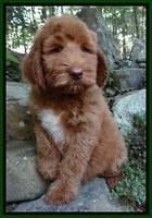 Noelle Dawson pups 8 wks old 21
