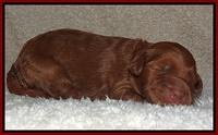 Noelle Dawson pups 1 wk old 151
