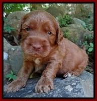 Noelle Dawson pups 3 wks old 101