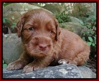 Noelle Dawson pups 3 wks old 111