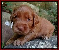 Noelle Dawson pups 3 wks old 91