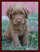 Noelle Dawson pups 5 wks old 15100