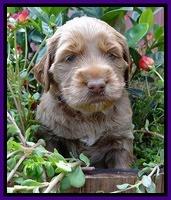Noelle Dawson pups 4 wks old 141