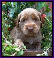 Noelle Dawson pups 4 wks old 151