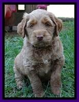 Noelle Dawson pups 5 wks old 19100