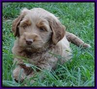 Noelle Dawson pups 5 wks old 21100