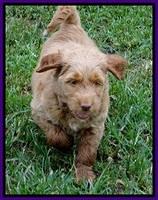 Noelle Dawson pups 6 wks old 141