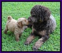 Noelle Dawson pups 6 wks old 161
