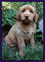 Noelle Dawson pups 8 wks old Teal Purple 11