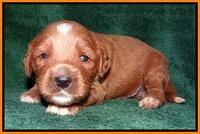 Noelle Dawson 2 weeks old 111