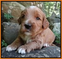 Noelle Dawson pups 3 wks old 161