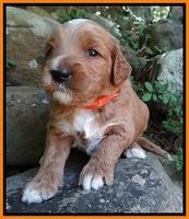 Noelle Dawson pups 3 wks old 171