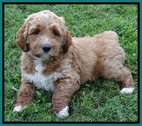 Noelle Dawson pups 6 wks old 241