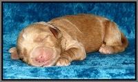 Noelle Dawson Newborn 131