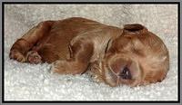Noelle Dawson pups 1 wk old 251
