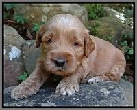 Noelle Dawson pups 3 wks old 221
