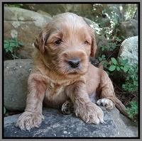 Noelle Dawson pups 3 wks old 231